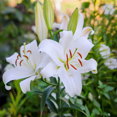 Fototapeta premium Bush of white varietal lilies, summer garden. Square frame