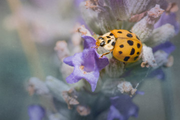 Obraz premium Orange ladybird on a purple flower
