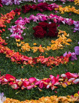 mandala of different colored rose petals, symmetrical spiral shape of flowers