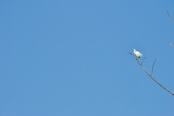 a white heron in a tree
