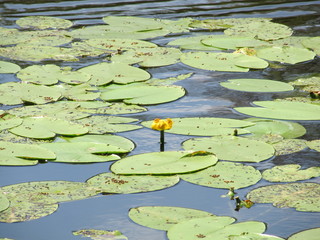Yellow Nenuphar flower, Water Lily on a lake. Beautiful aquatic plant and flower grows in European ponds and rivers outdoor.