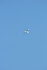 Fototapeta na wymiar white heron flying with blue sky in the background