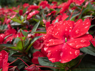 Water drop on Red Impatiens flower