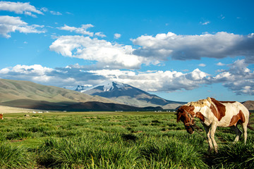 A mongolian horse grazing at Tsambagarav mountain range in Mongolia.