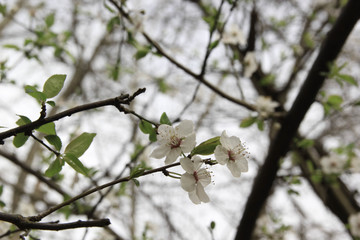 plum tree flowers in spring