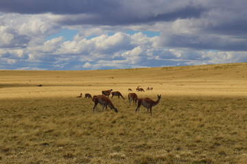 Guanacos of Pali Aike