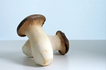 Fototapeta premium Two King oyster mushroom, Pleurotus eryngii, also called trumpet royale on a gray blue background with copy space