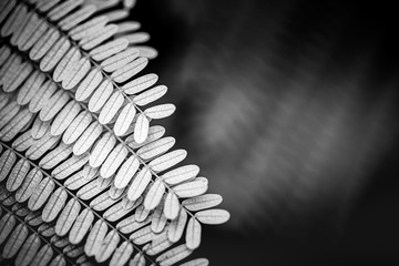 Fern leaf in black and white artistic process. Tropical nature pattern