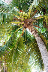 Fototapeta premium Coconut Tree with Fruit in Summer Season 