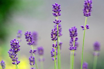 Lavandula angustifolia bunch of flowers in bloom, purple scented flowering plant