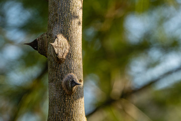 Tree trunk of Zanthoxylum americanum, prickly ash on blurry light green background. Selective focus. Huge spikes on tree trunk. Close-up. Nature concept for design.