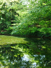 Obraz premium A picture of summer maple where you can feel the wabi sabi of Japan