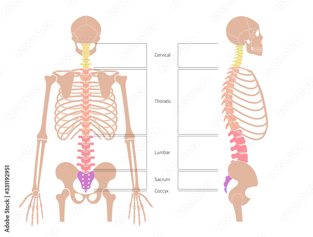 Poster human spine structure anatomy