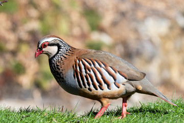 Red partridge, Alectoris rufa, a single bird on the grass, in its natural habitat.