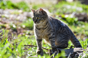 Naklejka na ściany i meble Beautiful domestic cat outside on morning sun. Cute gray cat in grass