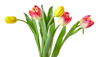 bouquet of tulips isolated on white background