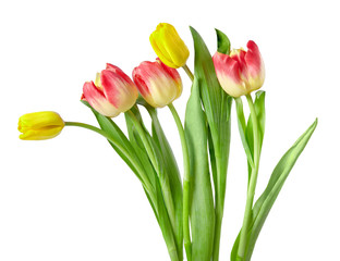 bouquet of tulips isolated on white background