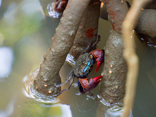 Crab Samae, Sesarma Mederi, Meder's Mangrove Crab