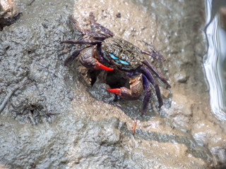 Crab Samae, Sesarma Mederi, Meder's Mangrove Crab
