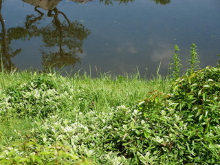 Shore of the pond in the park