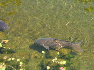 Fototapeta premium Carp in the pond