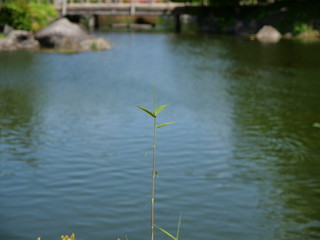 Obraz na płótnie Canvas 池の畔に生えている小さな一本の水草
