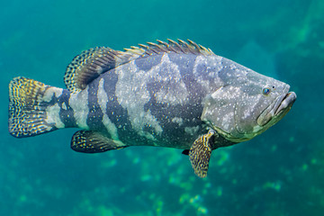 Colorful sea fish and friends, Small life from the sea became the star in aquarium