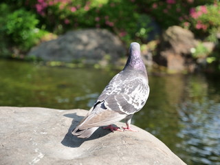 公園の池にいる一羽の鳩
