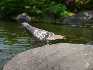 Pigeon by the pond
