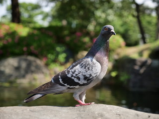 Pigeon by the pond