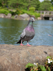 Pigeon by the pond