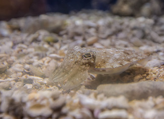 Colorful sea fish and friends, Small life from the sea became the star in aquarium