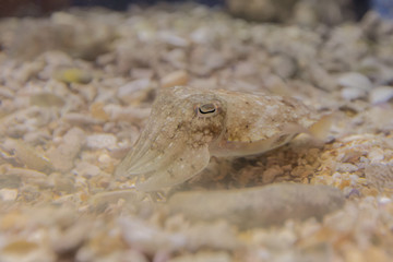 Colorful sea fish and friends, Small life from the sea became the star in aquarium