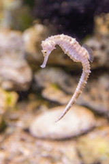 Colorful sea fish and friends, Small life from the sea became the star in aquarium