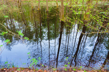 Wild picturesque wetland. Dead trees in the swamp.