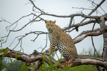 Fototapeta na wymiar A female leopard on the prowl looking for animals to hunt. They use trees as a vantage point over tall grass.