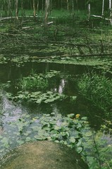 Film photography of a pond with water plants