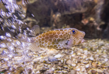 Colorful sea fish and friends, Small life from the sea became the star in aquarium