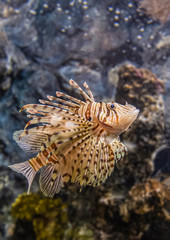 Colorful sea fish and friends, Small life from the sea became the star in aquarium