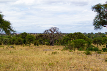 Landscape of the yellow savannah of Tarangire National Park, in Tanzania, with a baobab at the background