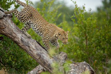 A female leopard on the prowl looking for animals to hunt. They use trees as a vantage point over tall grass.