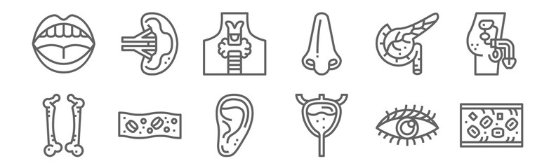 set of 12 human organ icons. outline thin line icons such as blood, bladder, cells, pancreas, thyroid, spleen - obrazy, fototapety, plakaty