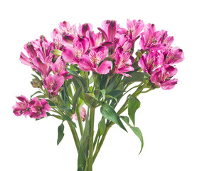 isolated bunch of dark pink freesia flowers