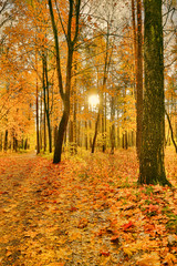 Fototapeta premium dark yellow maple leaves in fall sunny forest
