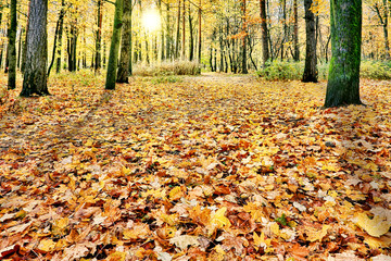 maple dark yellow leaves in autumn forest