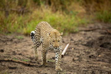 A female leopard on the prowl looking for animals to hunt. They use trees as a vantage point over tall grass.