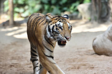 Tiger, a king of cats