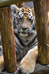 Tiger, a king of cats