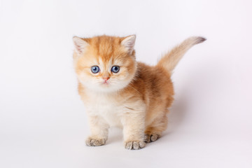 Fototapeta na wymiar cute little red kitten on a white background, the concept of cute, funny pets