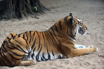 Tiger, a king of cats